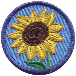A blooming sunflower on a blue background.