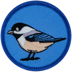 A chickadee on a blue background.