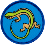 A green and cream coloured lizard on a blue background.
