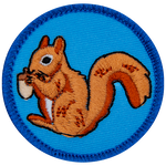 A red squirrel eating an acorn on a blue background.