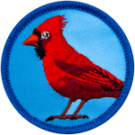 A red cardinal stands on a blue background, showing his side profile to the viewer.