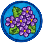 A bunch of violets (6 flowers) sitting amongst a triangle of green leaves on a blue background.