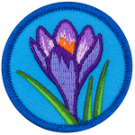 A purple crocus with green leaves on a blue background.