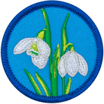 Two snowdrop flowers with green leaves on a blue background.