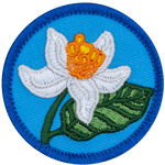 An orange blossom with white petals and an orange center on a blue background.