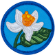 Orange Blossom (Iron-On)