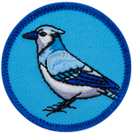 The side view of a blue jay on a blue background.