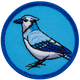 Blue Jay (Iron-On)