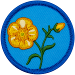 A yellow buttercup on a blue background.