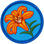 An orange tiger lily on a blue background.