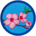 Three cherry blossoms bloom on a branch on a blue background.