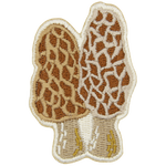 A cream-coloured morel mushroom.