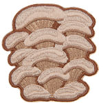 A cluster of cream-coloured oyster mushrooms.