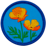 Two orange poppies stand tall in the centre of a blue patch.
