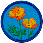 Two orange poppies stand tall in the centre of a blue patch.