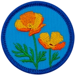 Two orange poppies stand tall in the centre of a blue patch.