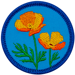 Two orange poppies stand tall in the centre of a blue patch.