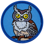 A horned owl on a blue background.