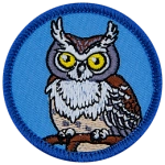 A horned owl on a blue background.