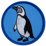 A Humboldt penguin on a blue background.