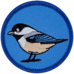 A chickadee on a blue background.