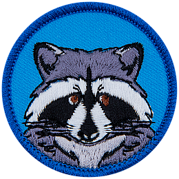 A forward-facing raccoon on a blue background.