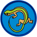 A green and cream coloured lizard on a blue background.