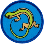 A green and cream coloured lizard on a blue background.