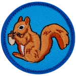 A red squirrel eating an acorn on a blue background.