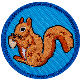 A red squirrel eating an acorn on a blue background.