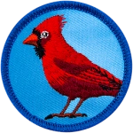 A red cardinal stands on a blue background, showing his side profile to the viewer.