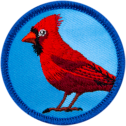 A red cardinal stands on a blue background, showing his side profile to the viewer.