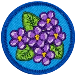 A bunch of violets (6 flowers) sitting amongst a triangle of green leaves on a blue background.