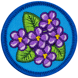 A bunch of violets (6 flowers) sitting amongst a triangle of green leaves on a blue background.