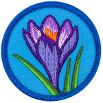 A purple crocus with green leaves on a blue background.