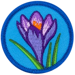 A purple crocus with green leaves on a blue background.