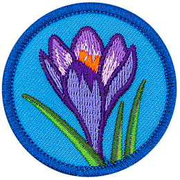 A purple crocus with green leaves on a blue background.