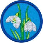 Two snowdrop flowers with green leaves on a blue background.