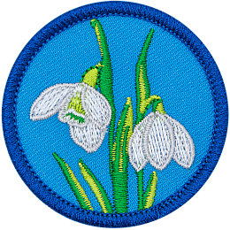 Two snowdrop flowers with green leaves on a blue background.