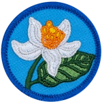 An orange blossom with white petals and an orange center on a blue background.