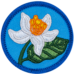 An orange blossom with white petals and an orange center on a blue background.