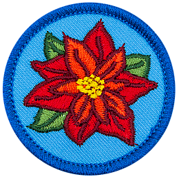 The top-down view of a red poinsettia against a blue background.