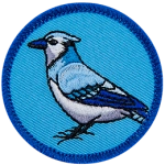 The side view of a blue jay on a blue background.