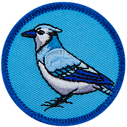 The side view of a blue jay on a blue background.