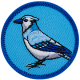 Blue Jay (Iron-On)