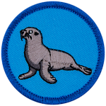 A sea lion with its head raised high on a blue background.