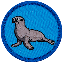 A sea lion with its head raised high on a blue background.