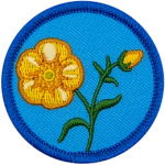 A yellow buttercup on a blue background.