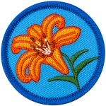 An orange tiger lily on a blue background.