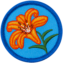 An orange tiger lily on a blue background.